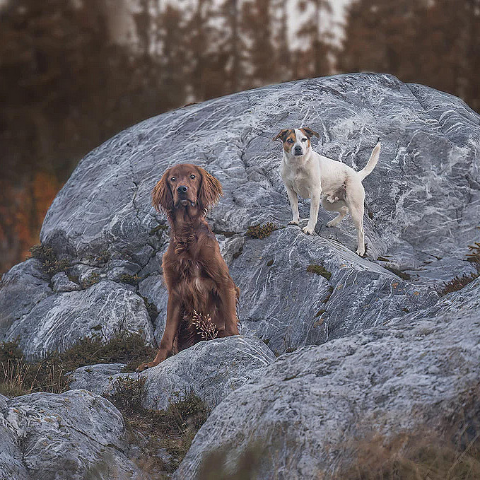 Hundefotografering