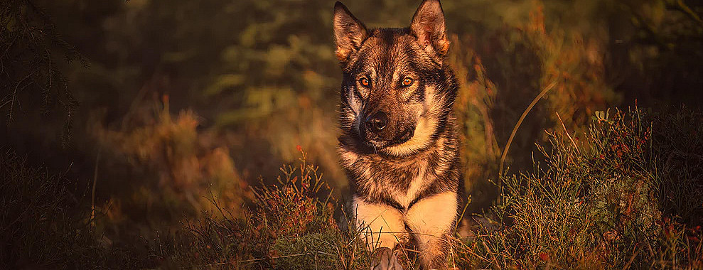 Hundefotografering