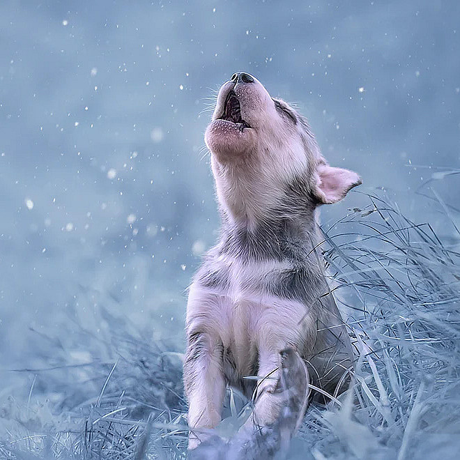 Hundefotografering