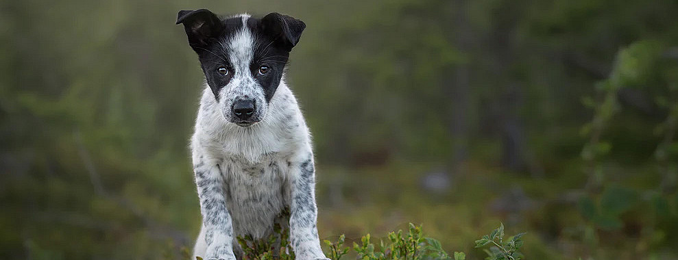 Hundefotografering