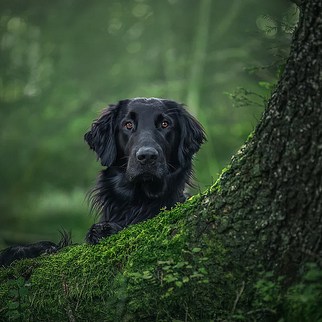 Hundefotografering