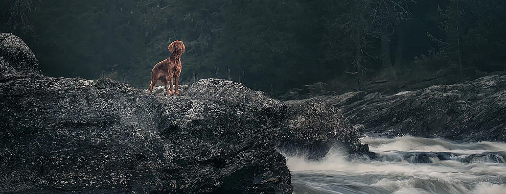 Hundefotografering