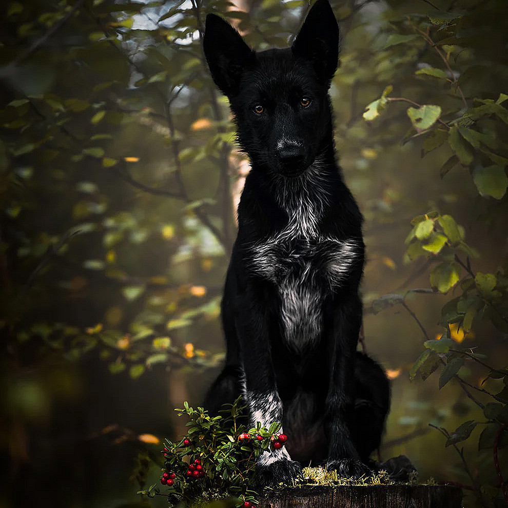 Hundefotografering
