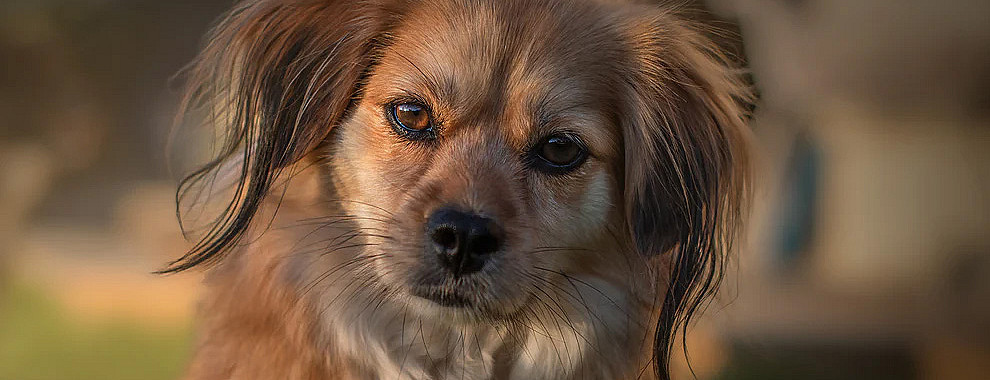 Hundefotografering