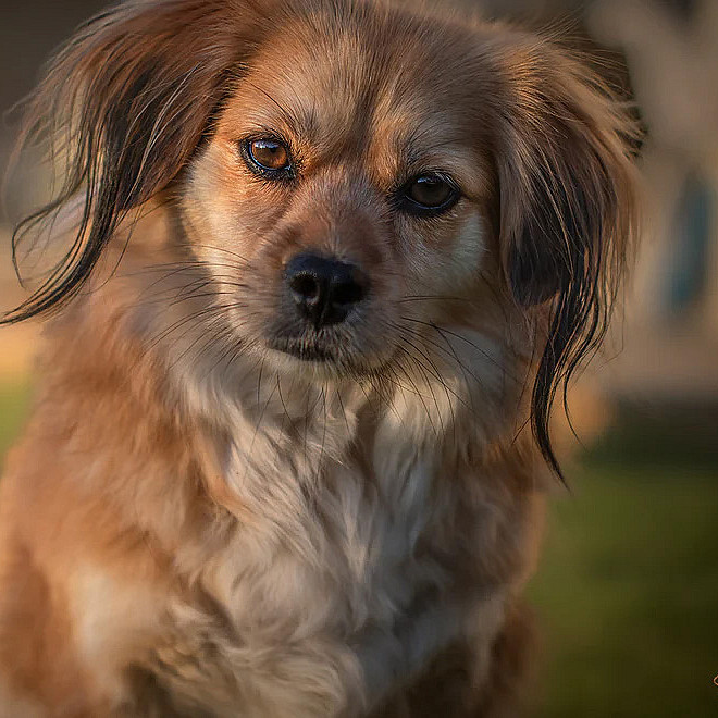 Hundefotografering