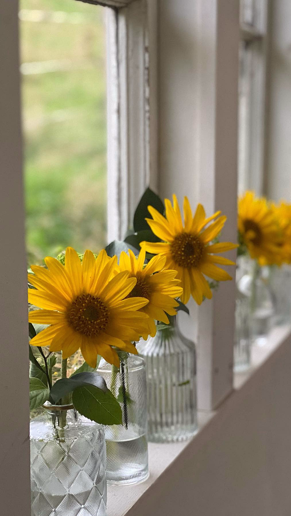 Lær å dyrke blomster hjemme - image 2