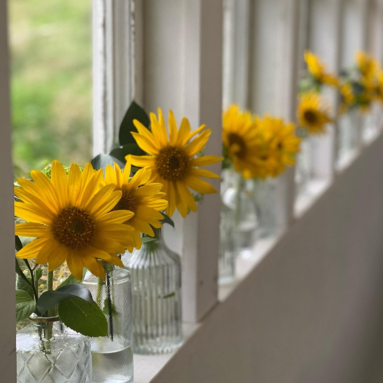 Lær å dyrke blomster hjemme