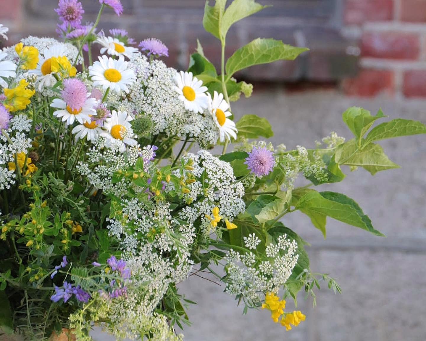Lær å dyrke blomster hjemme - image 4