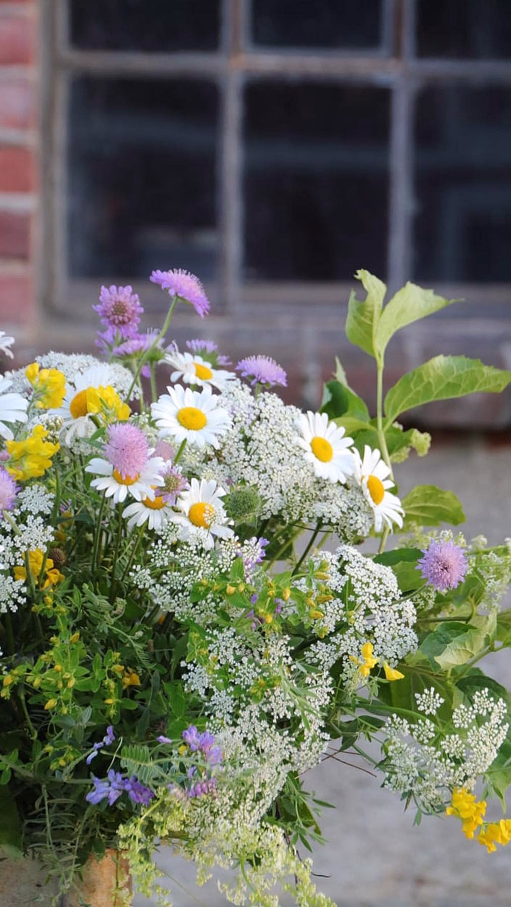 Lær å dyrke blomster hjemme - image 4