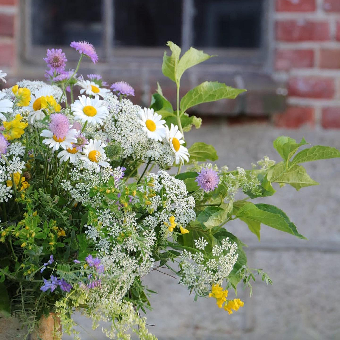 Lær å dyrke blomster hjemme