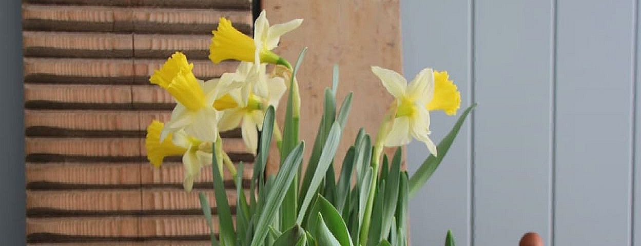 Lær å dyrke blomster hjemme