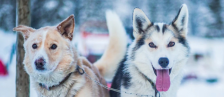 Hundekjøring deluxe