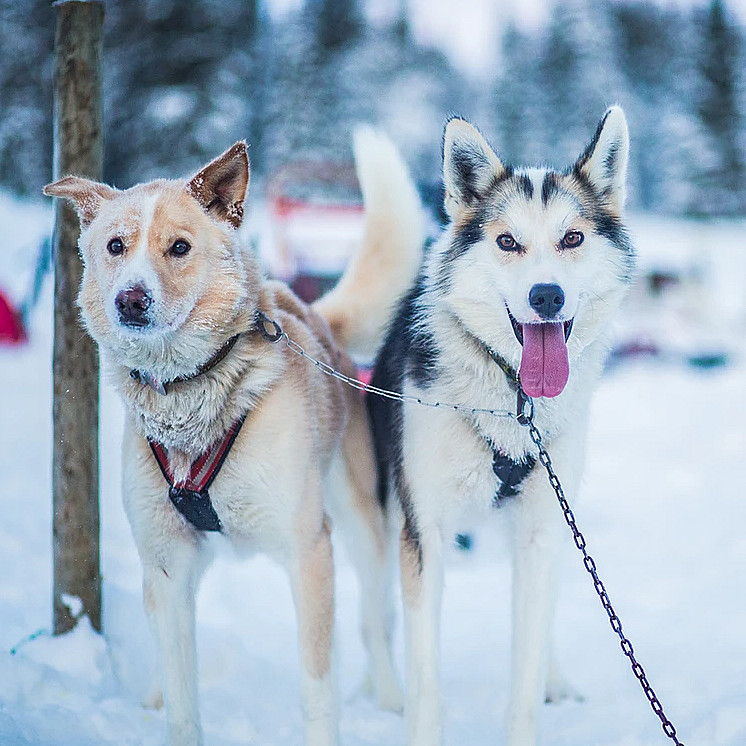 Hundekjøring deluxe