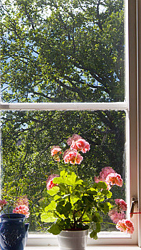 Rosa blomster i vinduskarm med tynne gardiner og utsikt mot innsjø og fjell