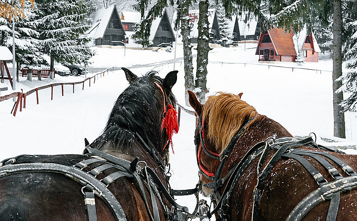 Skogsmiddag i Volldalskoja