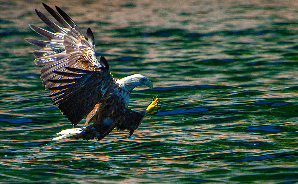 Natur- og havørnsafari