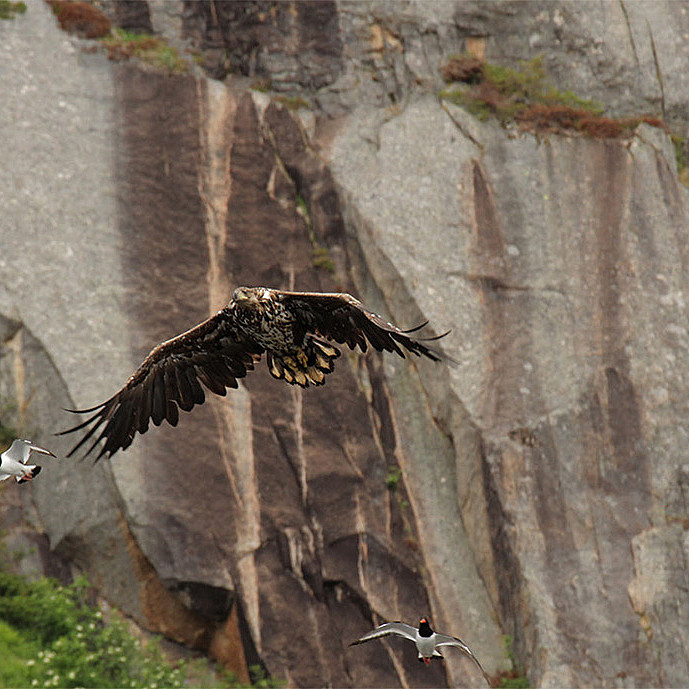 Natur- og havørnsafari