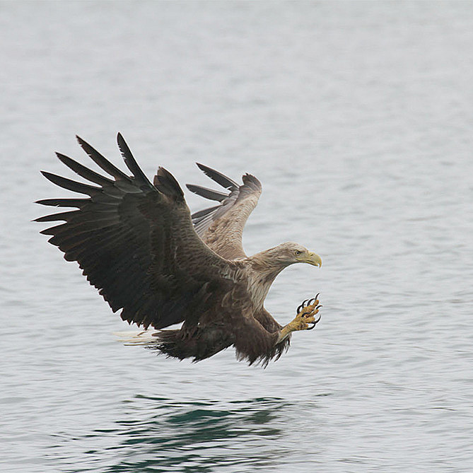 Natur- og havørnsafari