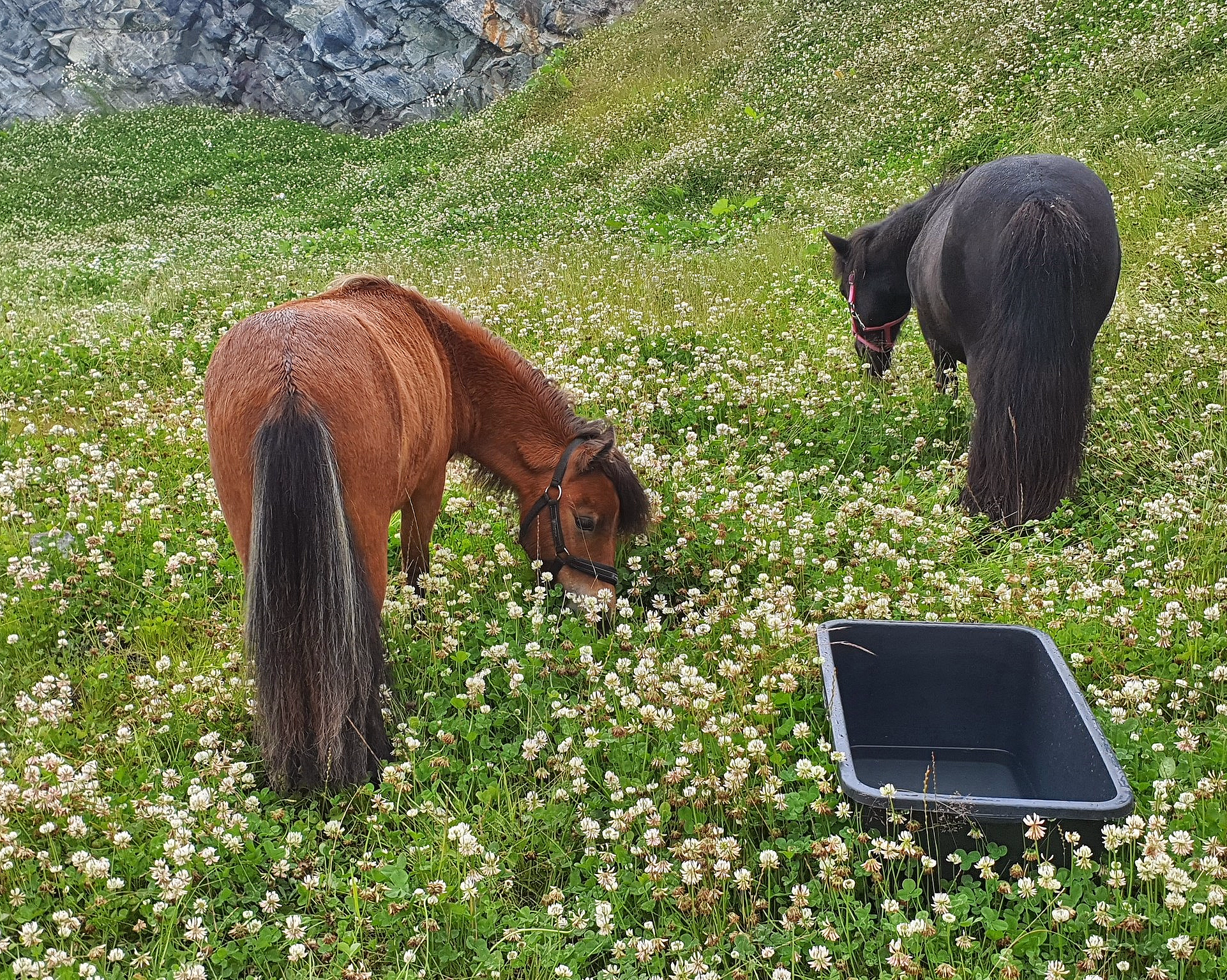 En brun og en svart liten hest beiter på en eng med hvite blomster og en svart beholder