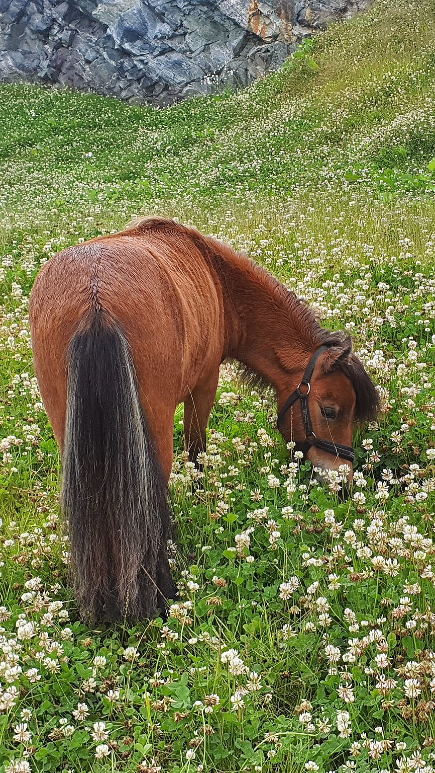 En brun og en svart liten hest beiter på en eng med hvite blomster og en svart beholder