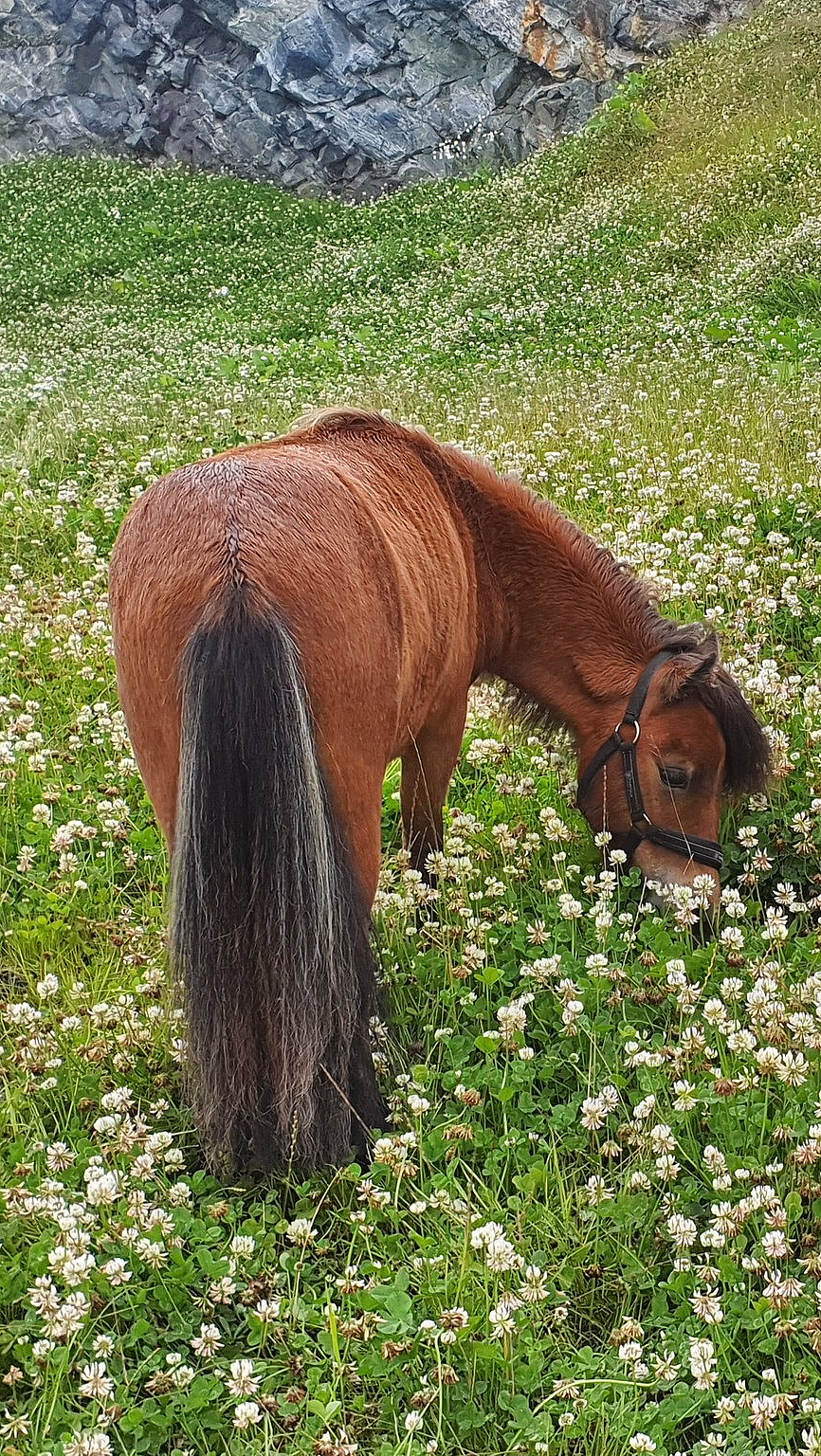 En brun og en svart ponni beiter på en eng med hvite blomster