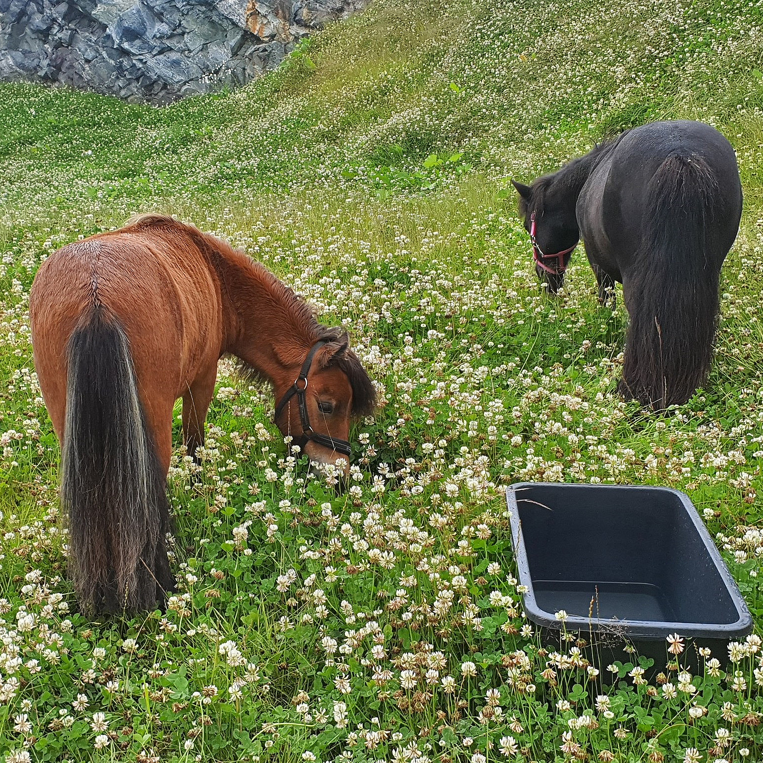 Dag i Alpakkaparken