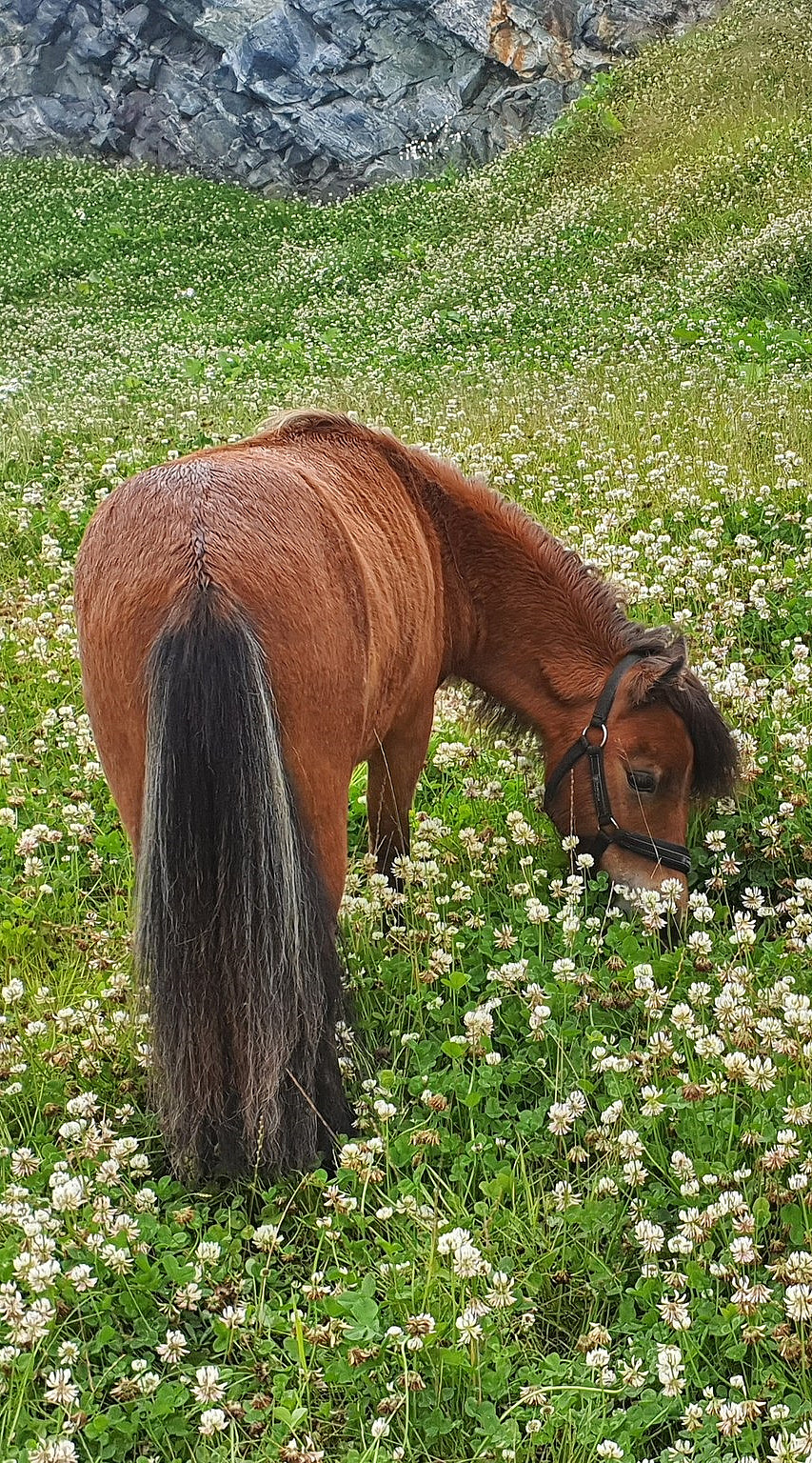Dag i Alpakkaparken