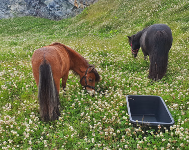 En brun og en svart ponni beiter på en eng med hvite blomster