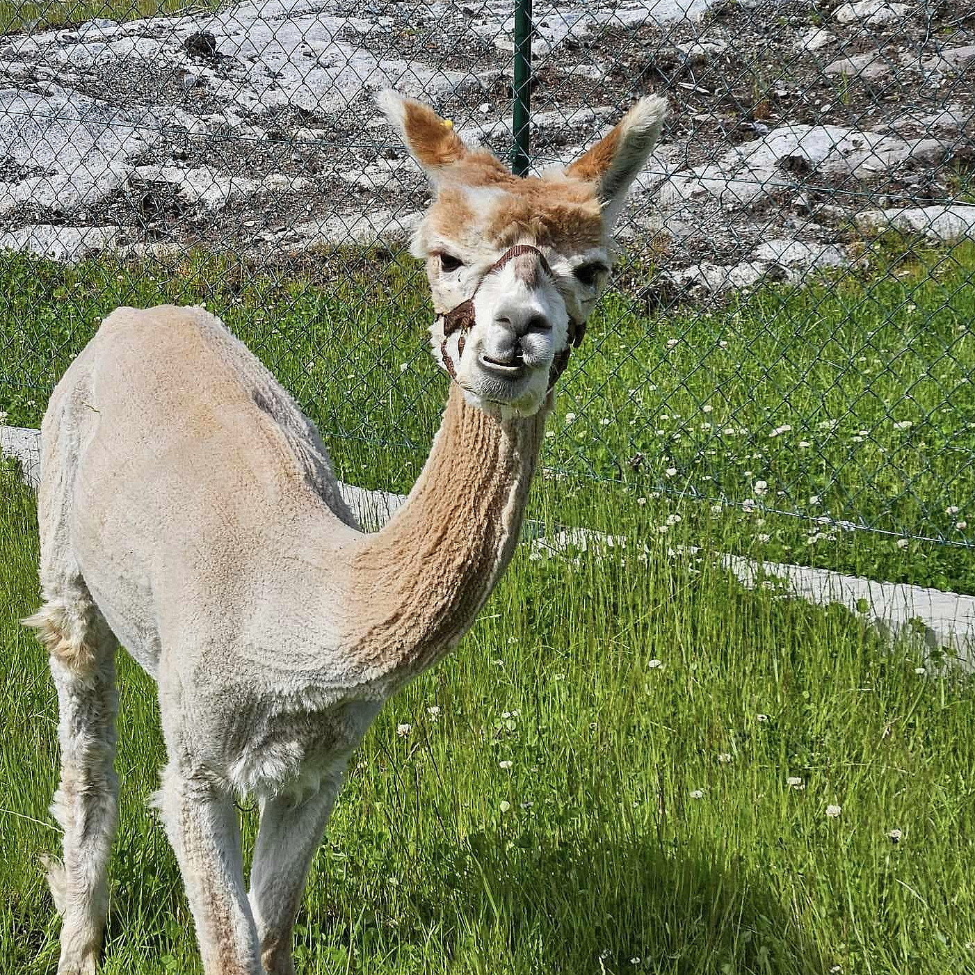 Dag i Alpakkaparken