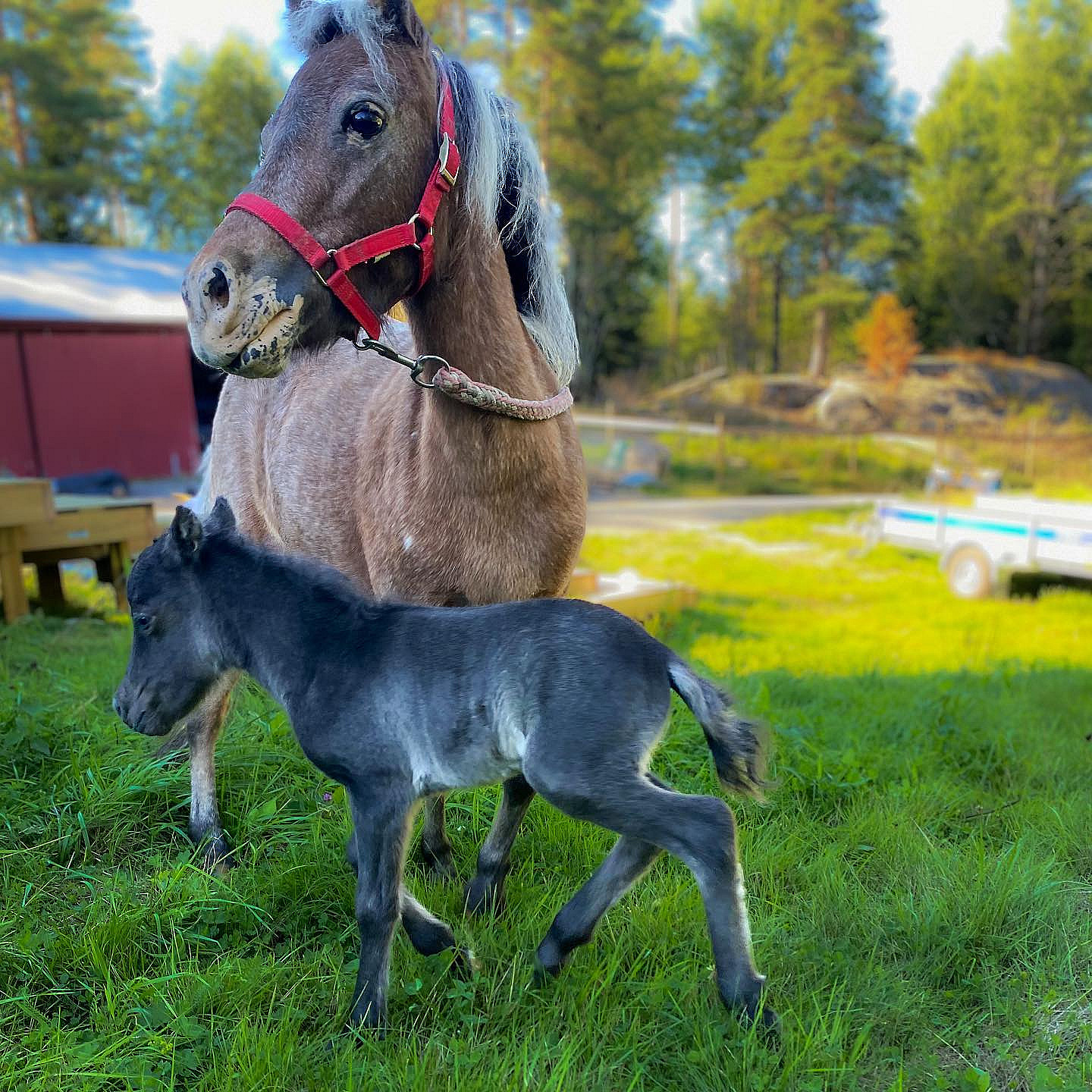 Minihestvandring