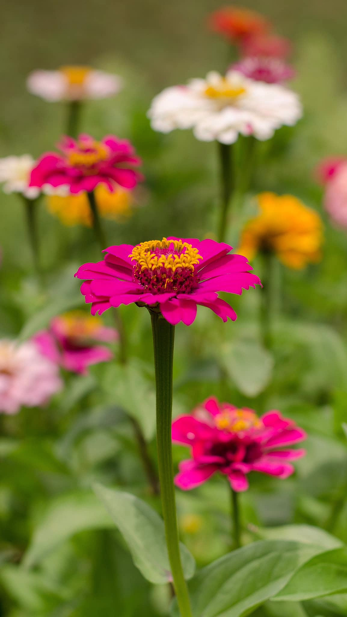 Kurs i blomsterdyrking - image 1