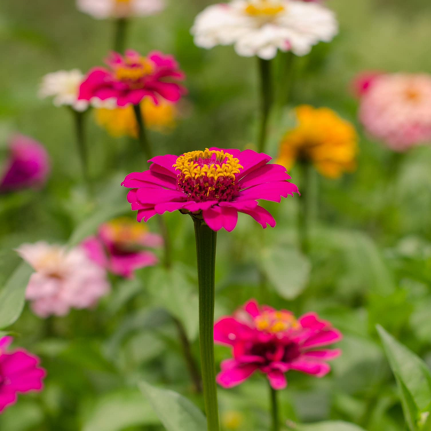 Kurs i blomsterdyrking