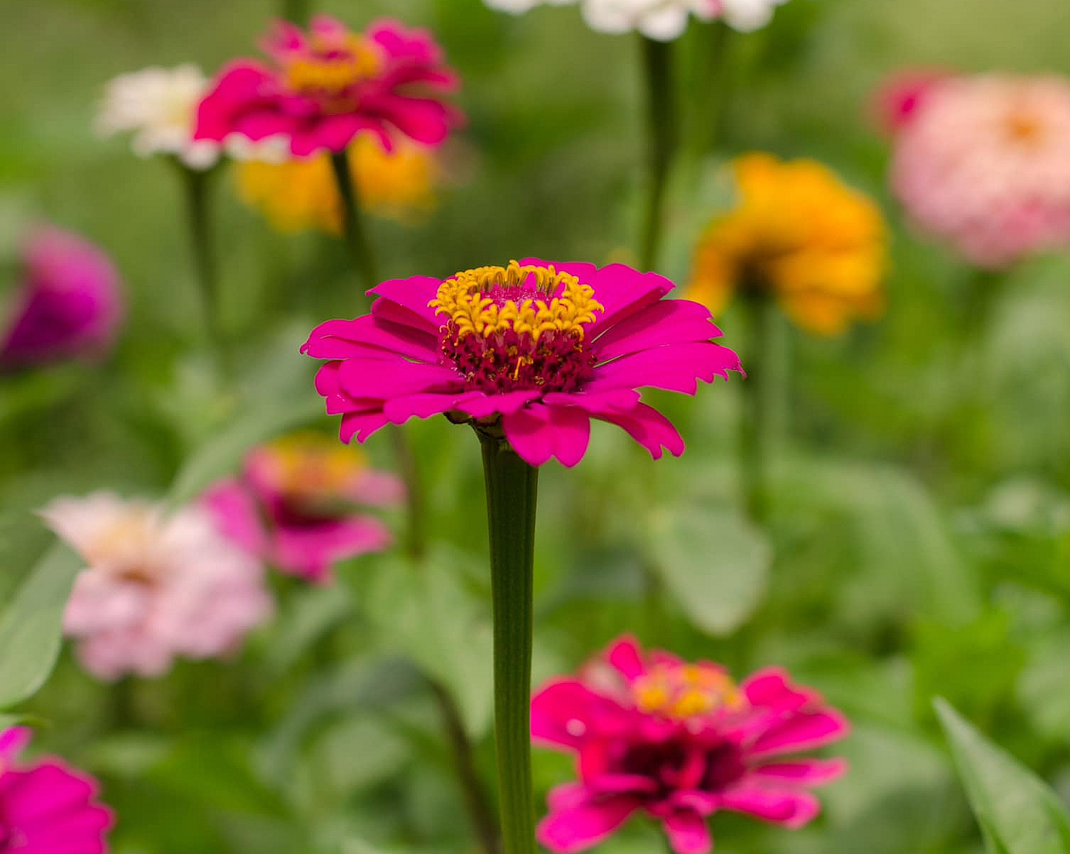 Kurs i blomsterdyrking