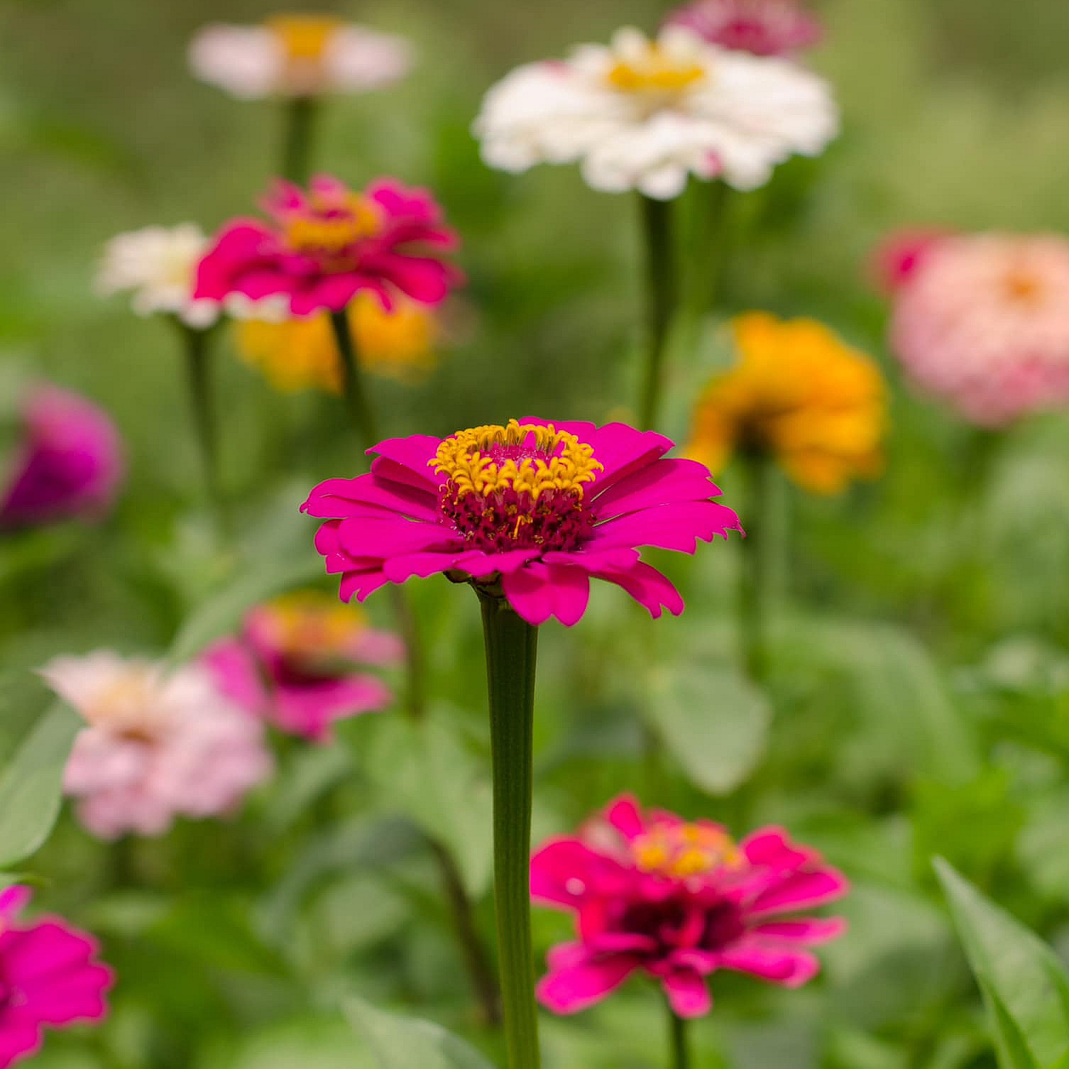 Kurs i blomsterdyrking