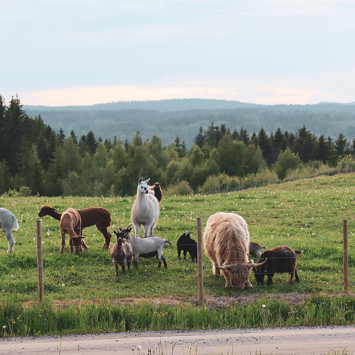 Gårdsovernatting