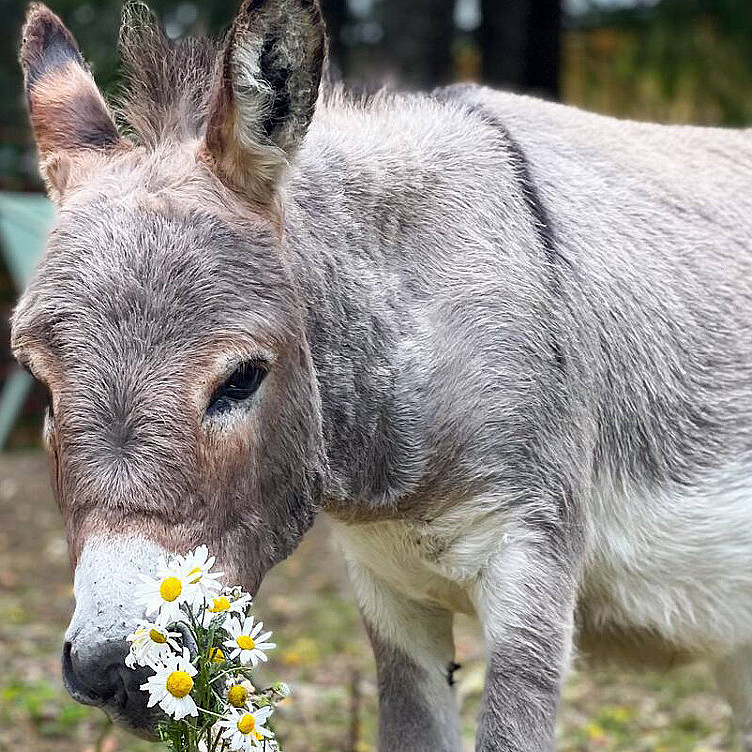 Gårdsbesøk for to