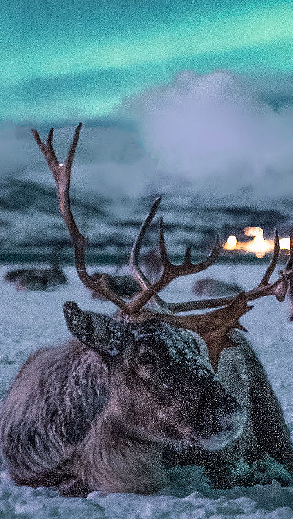 Reinsdyr med store gevir som hviler i snøen under grønt nordlys og fjell