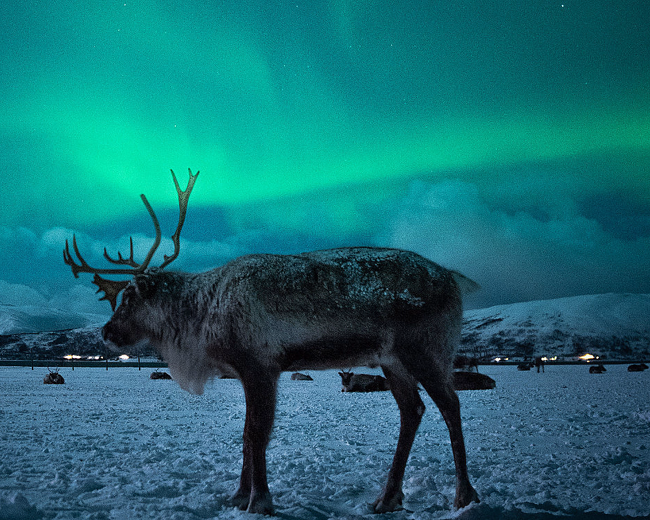 Reinsdyr i snølandskap under nordlys med fjell i bakgrunnen