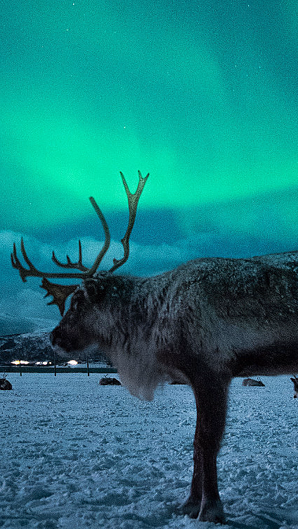 Reinsdyr i snølandskap under nordlys med fjell i bakgrunnen