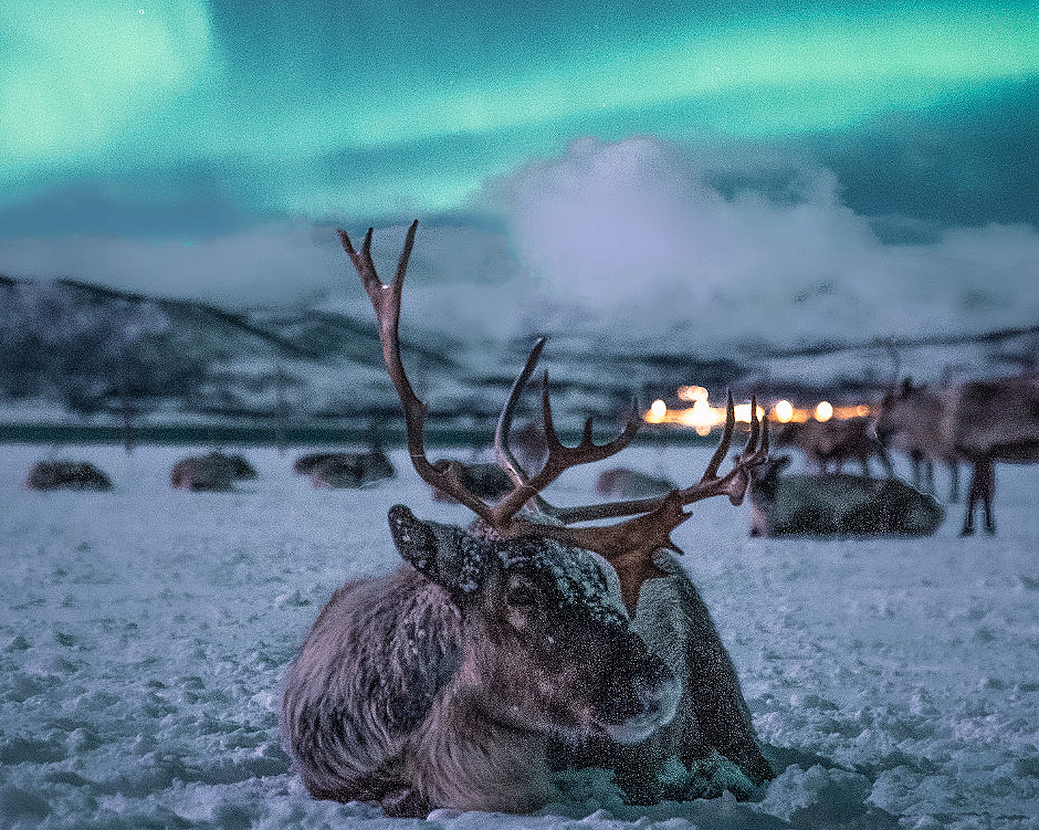 Reinsdyr med store gevir som hviler på snøen under grønt nordlys