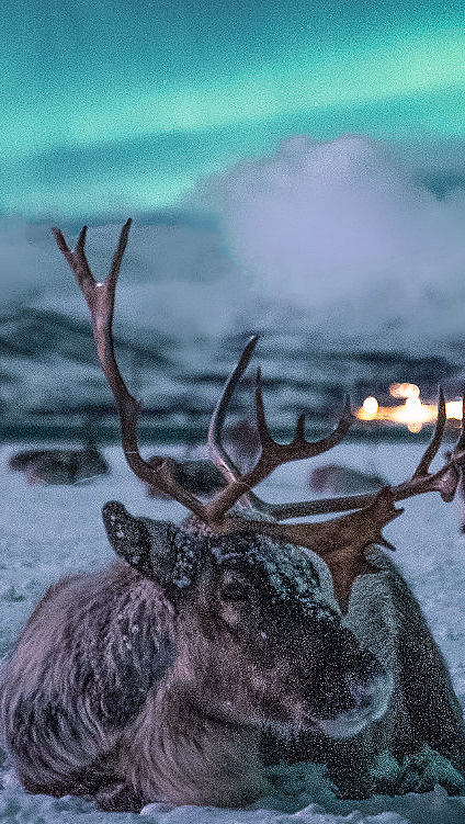 Reinsdyr med store gevir som hviler på snøen under grønt nordlys