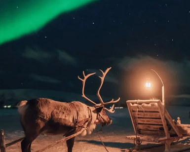 Reinsdyr med gevir trekker slede med lykt på snø under stjernehimmel og nordlys