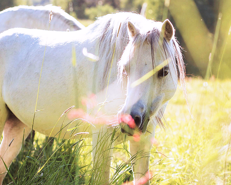 Hvit hest med lys man i en solfylt eng med grønt gress og rosa blomster