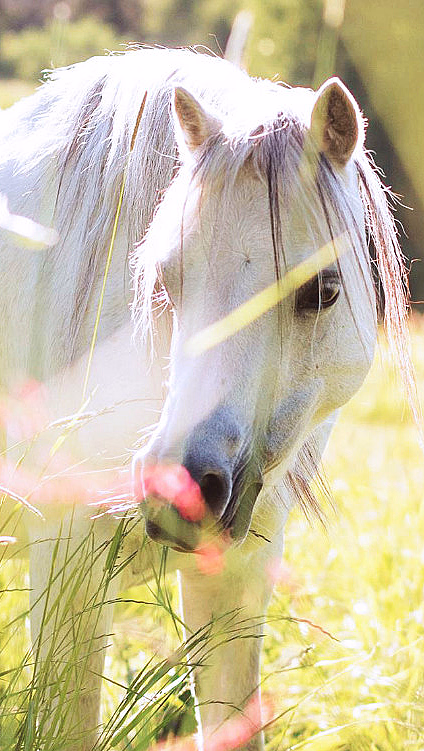 Hvit hest med lys man i en solfylt eng med grønt gress og rosa blomster