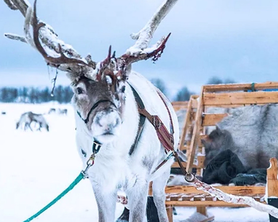 Reinsdyr med snø på geviret spent fast til en treslede i et snølandskap
