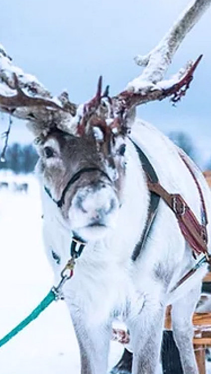 Reinsdyr med snø på geviret spent fast til en treslede i et snølandskap
