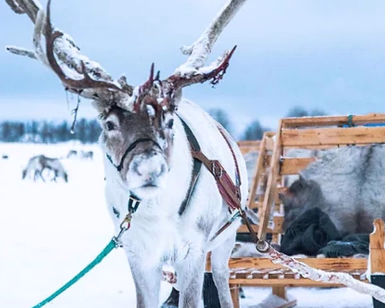Reinsdyr med snø på geviret spent fast til en treslede i et snølandskap