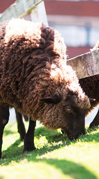 Familiedag i husdyrparken