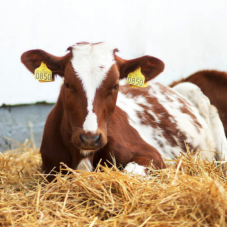 Dyrepasser for en dag