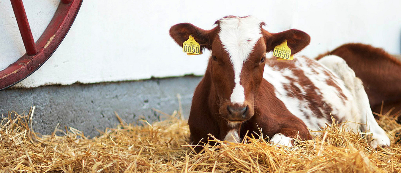 Dyrepasser for en dag